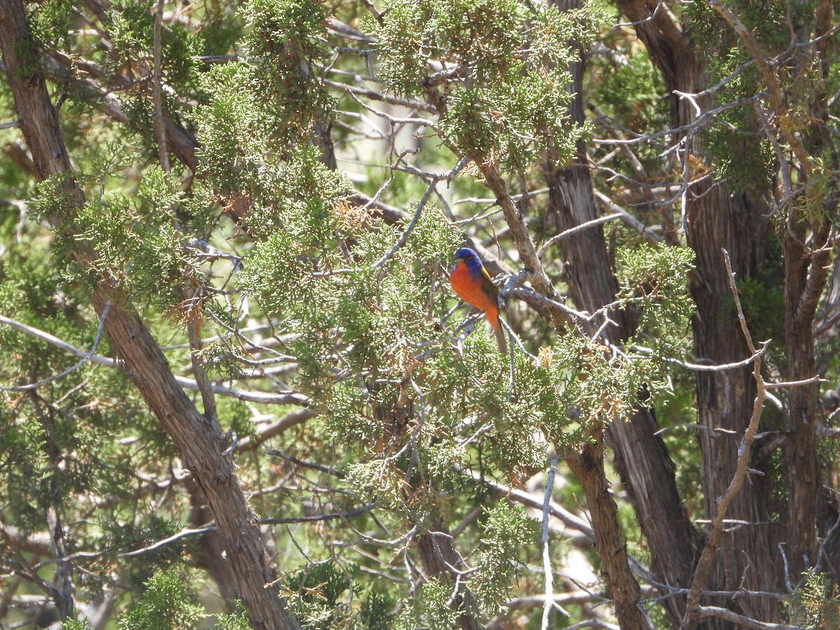 Painted Bunting - ML620173847