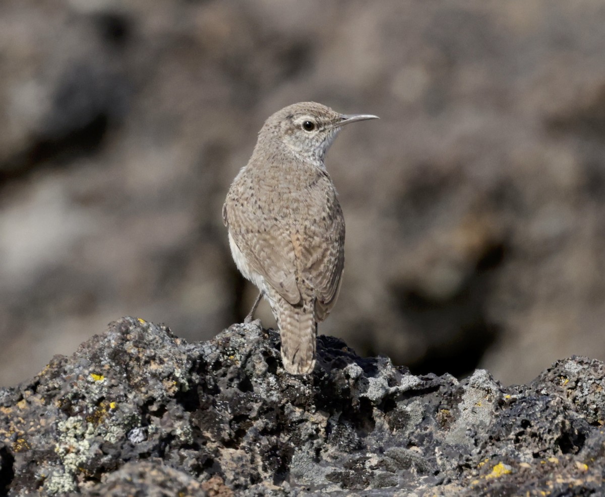 Rock Wren - ML620173849