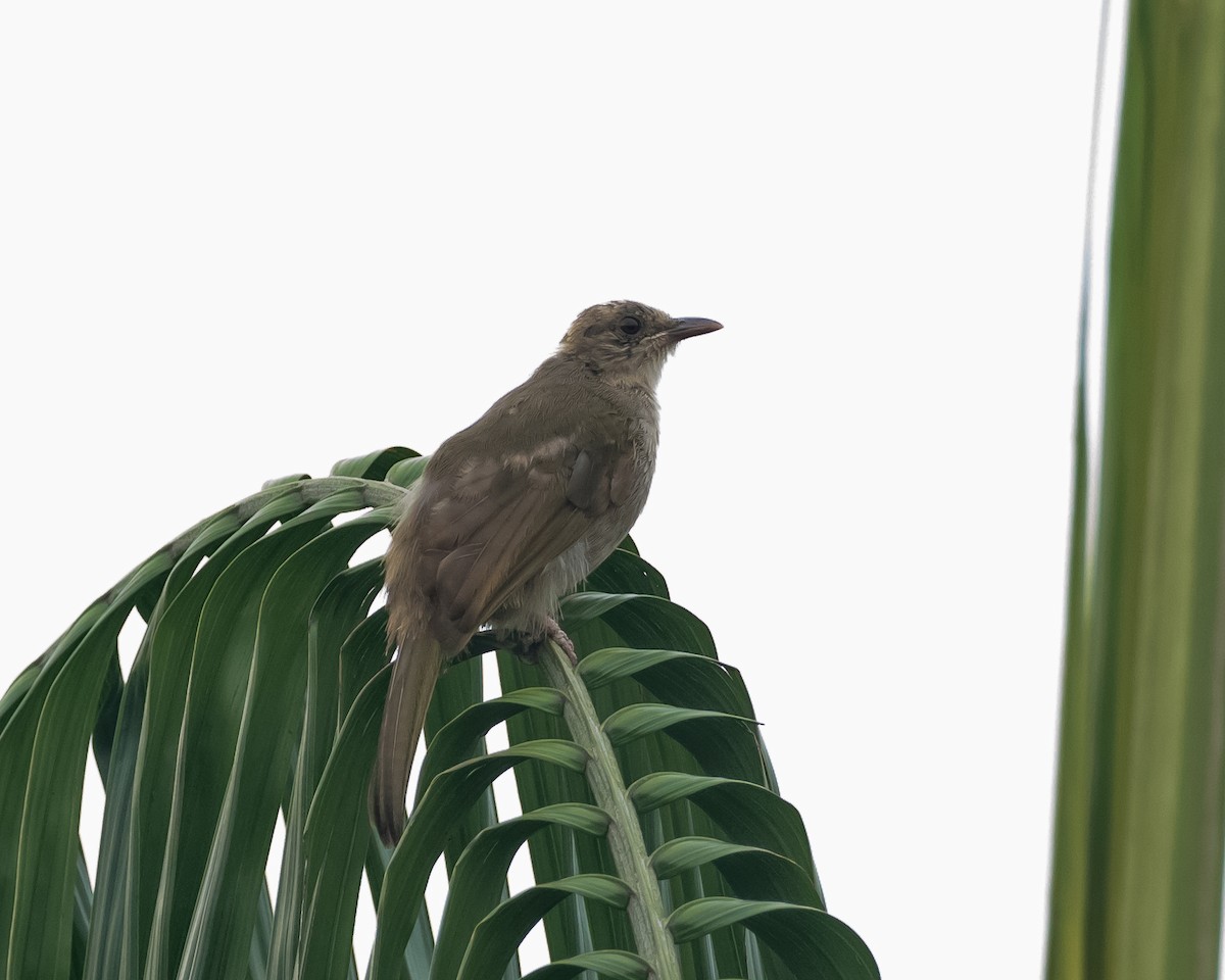 Olive-winged Bulbul - ML620173850