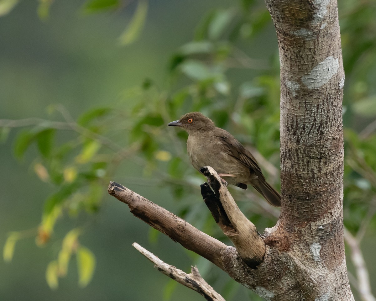 Bulbul aux yeux rouges - ML620173852