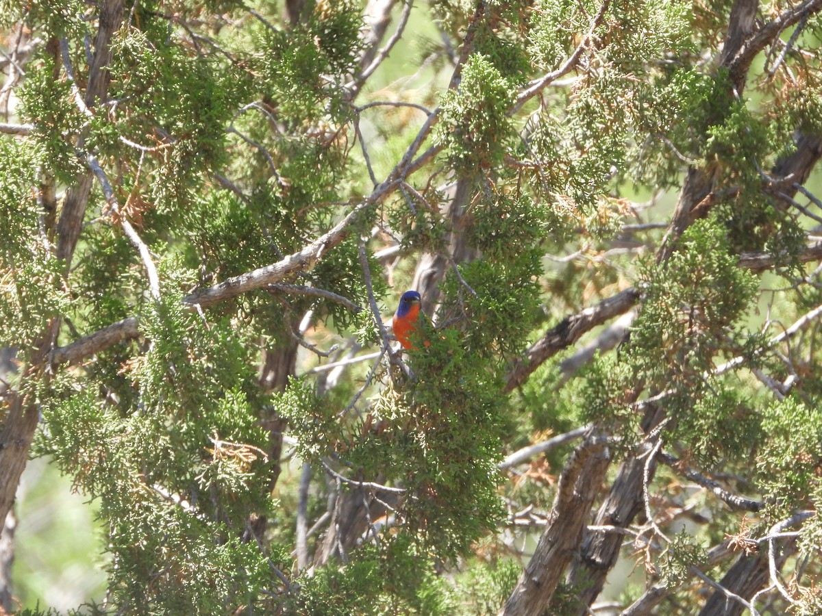 Painted Bunting - ML620173853