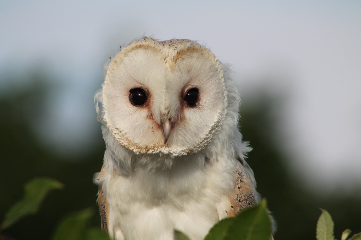 Barn Owl - ML620173857