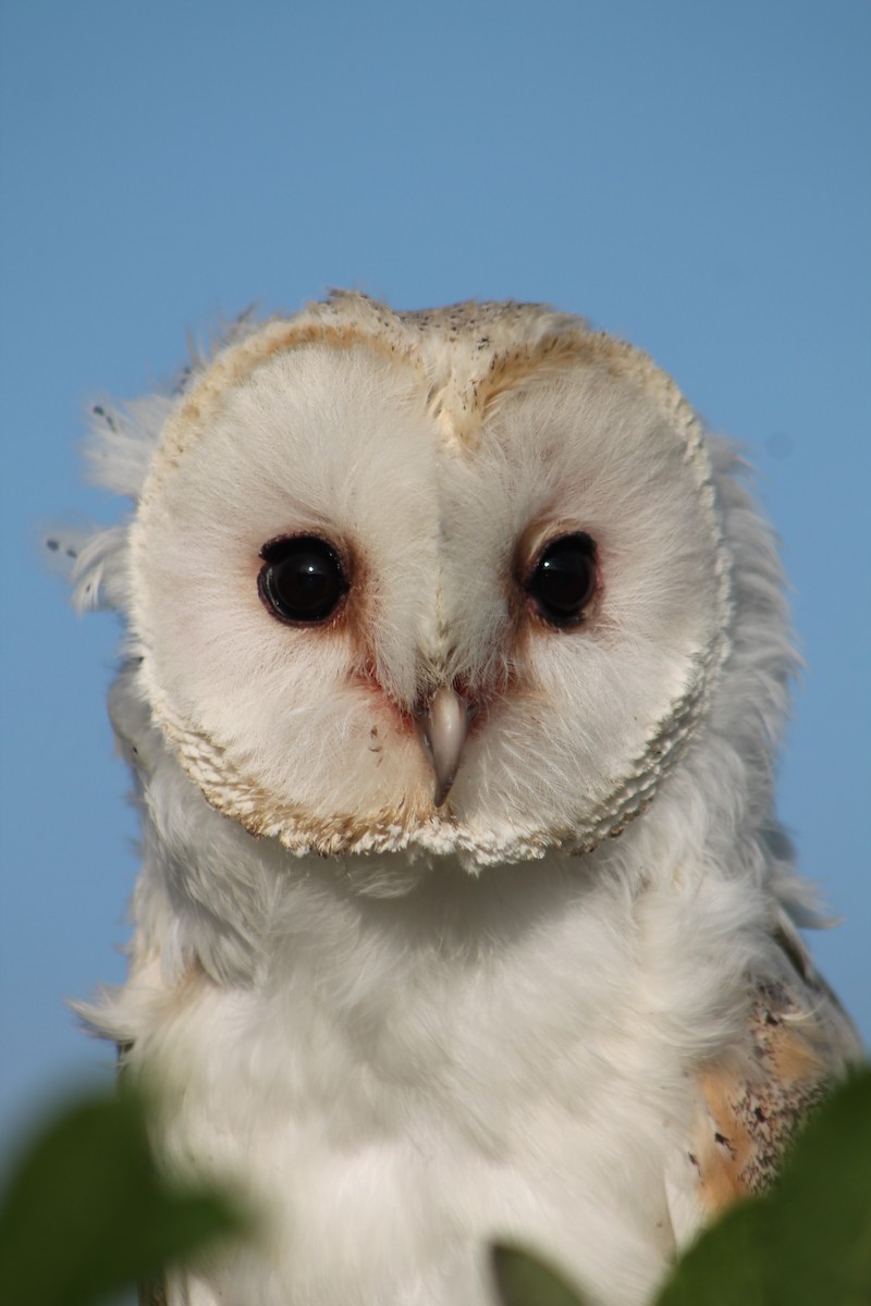 Barn Owl - ML620173861