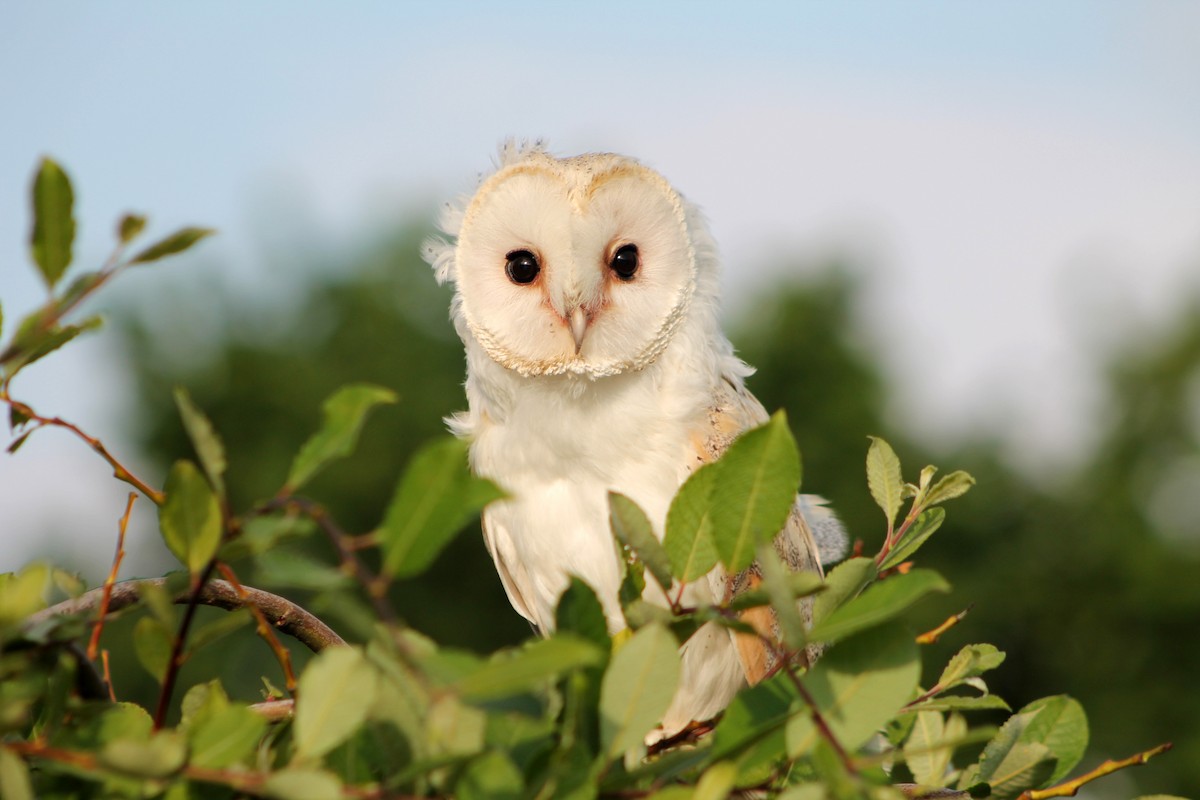 Barn Owl - ML620173862