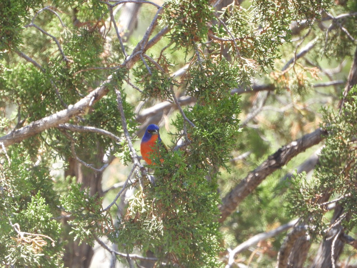 Painted Bunting - ML620173864