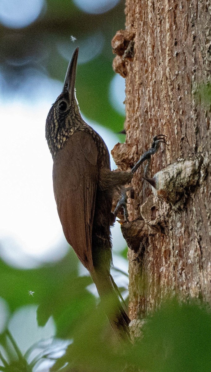 Cocoa Woodcreeper - ML620173865