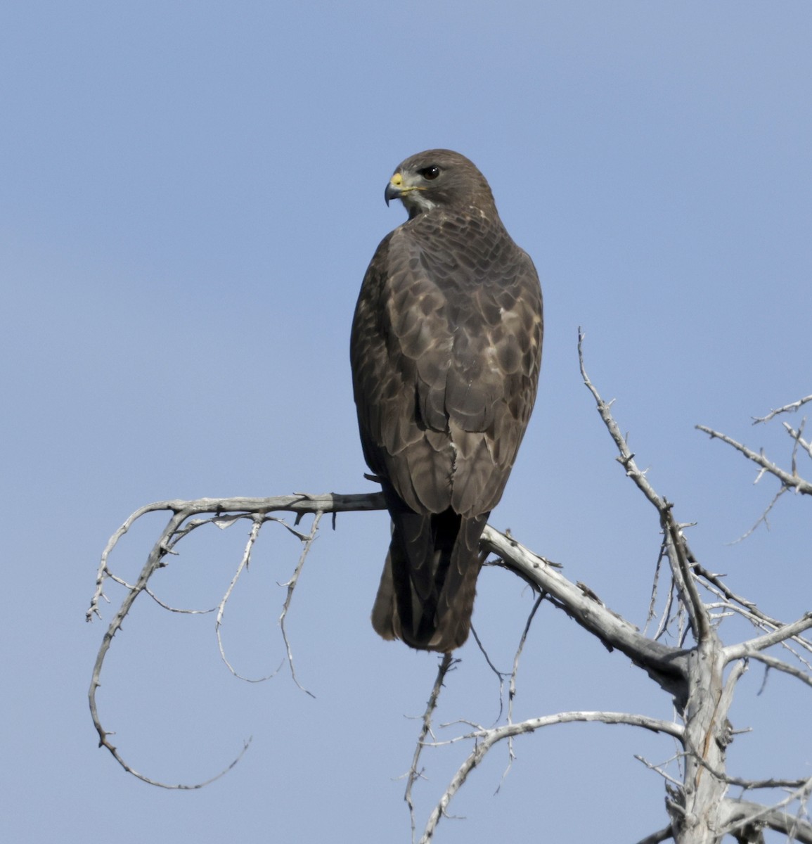 Swainson's Hawk - ML620173866