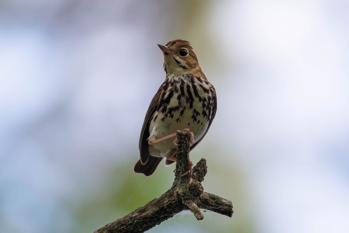 Paruline couronnée - ML620173867