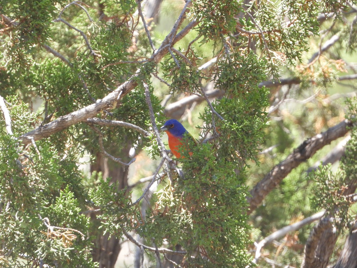Painted Bunting - ML620173868