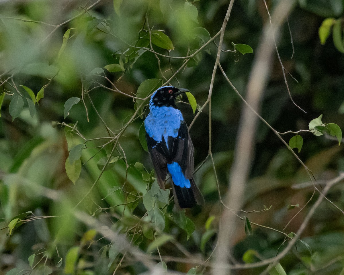 Asian Fairy-bluebird - ML620173870