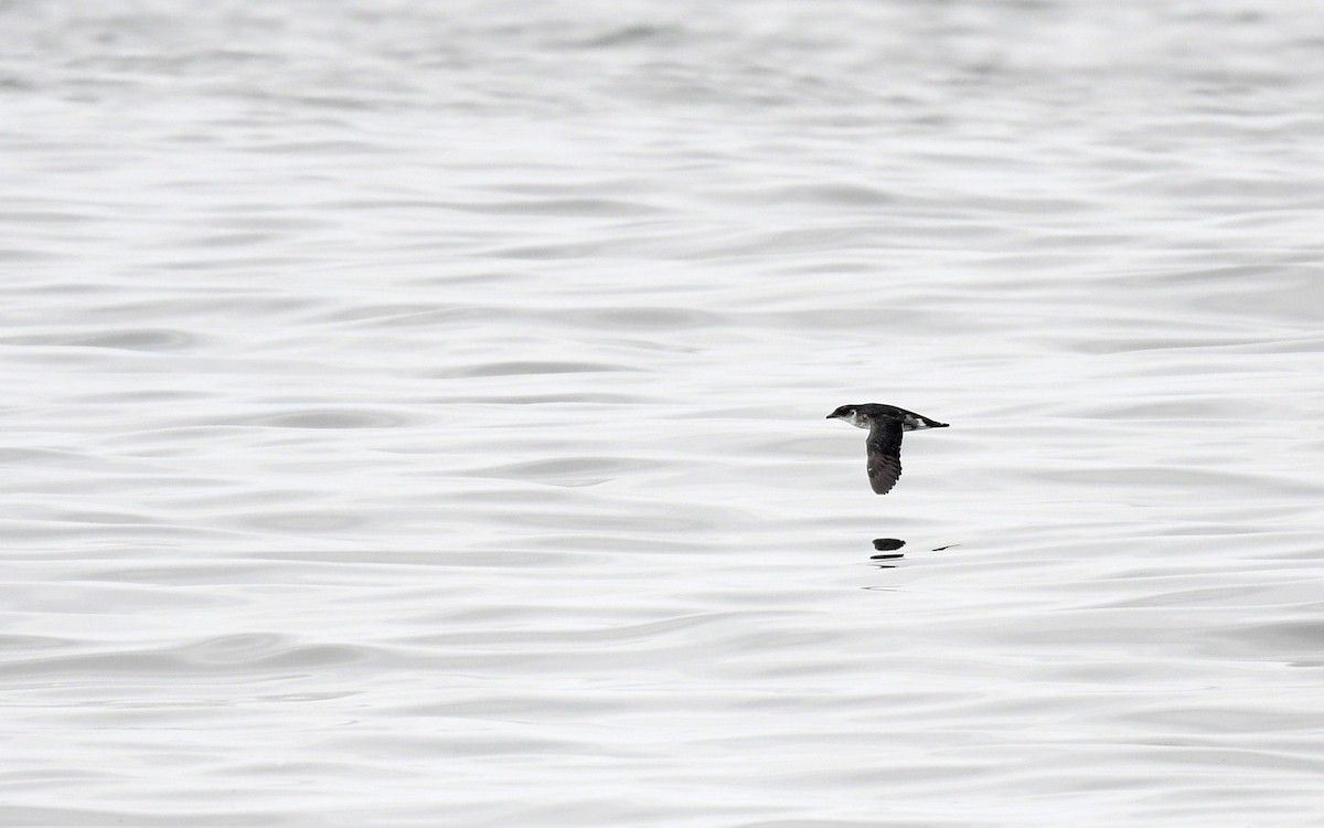 Peruvian Diving-Petrel - ML620173875