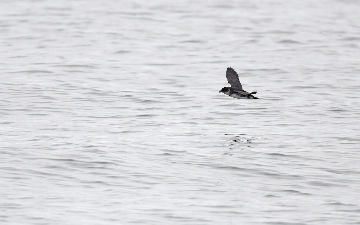 Peruvian Diving-Petrel - ML620173876