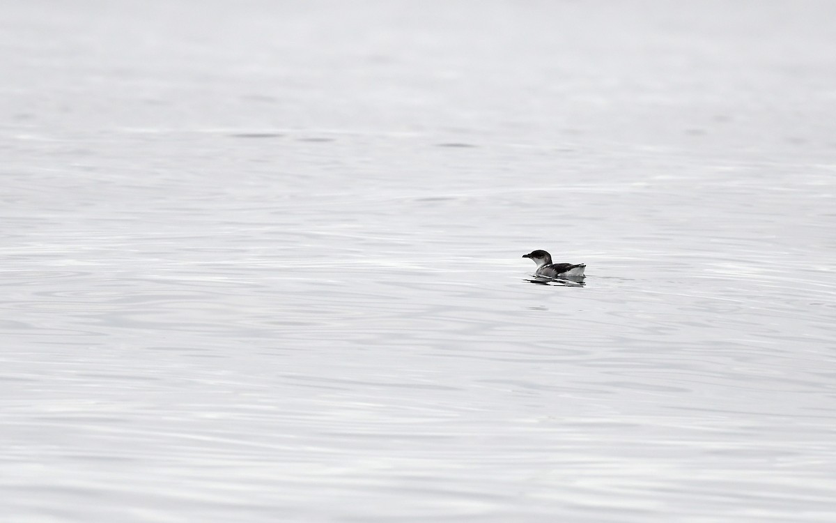 Peruvian Diving-Petrel - ML620173877