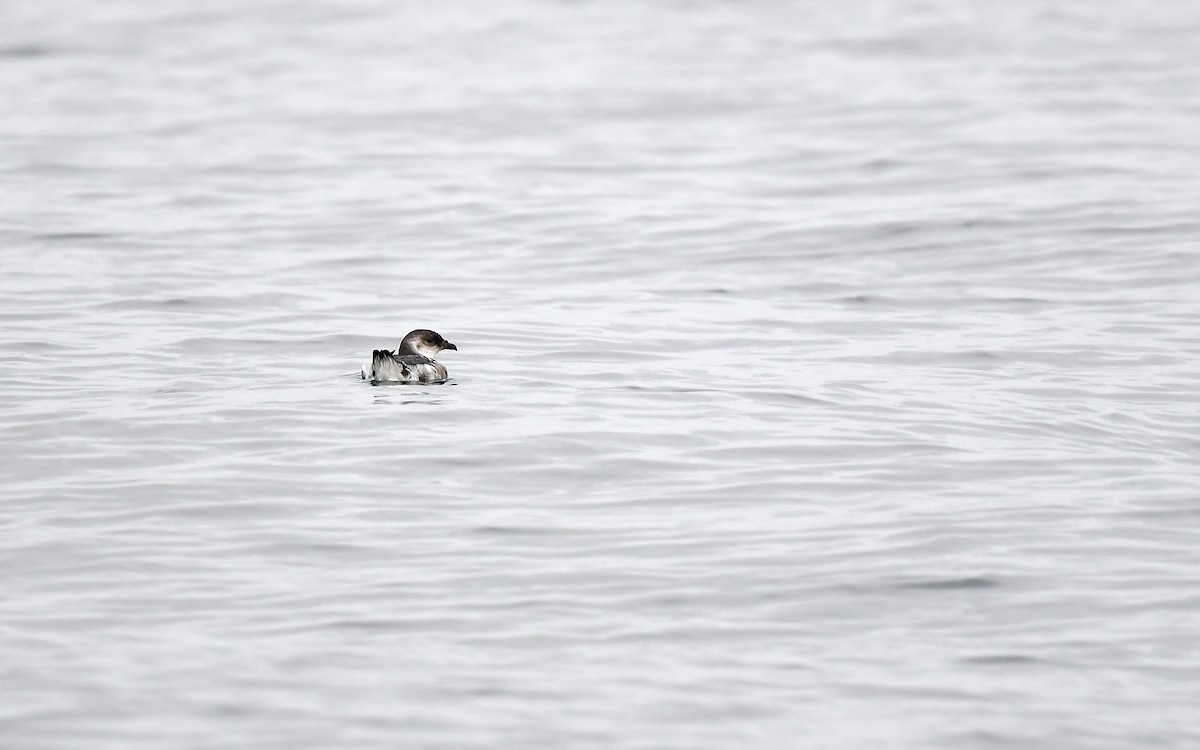Peruvian Diving-Petrel - ML620173878