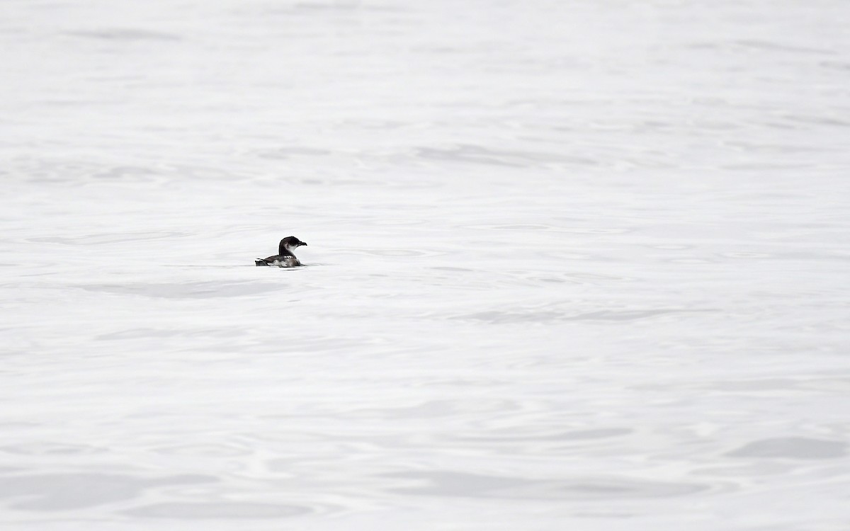 Peruvian Diving-Petrel - ML620173879