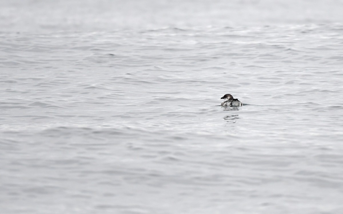 Peruvian Diving-Petrel - ML620173880