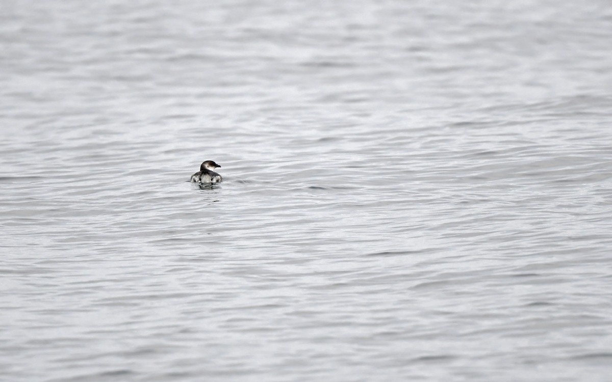 Peruvian Diving-Petrel - ML620173881