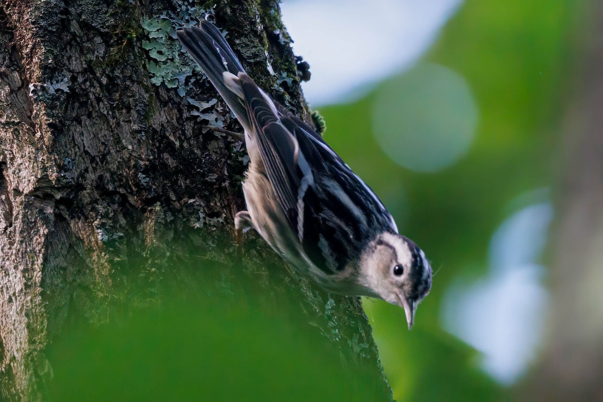 Black-and-white Warbler - ML620173882
