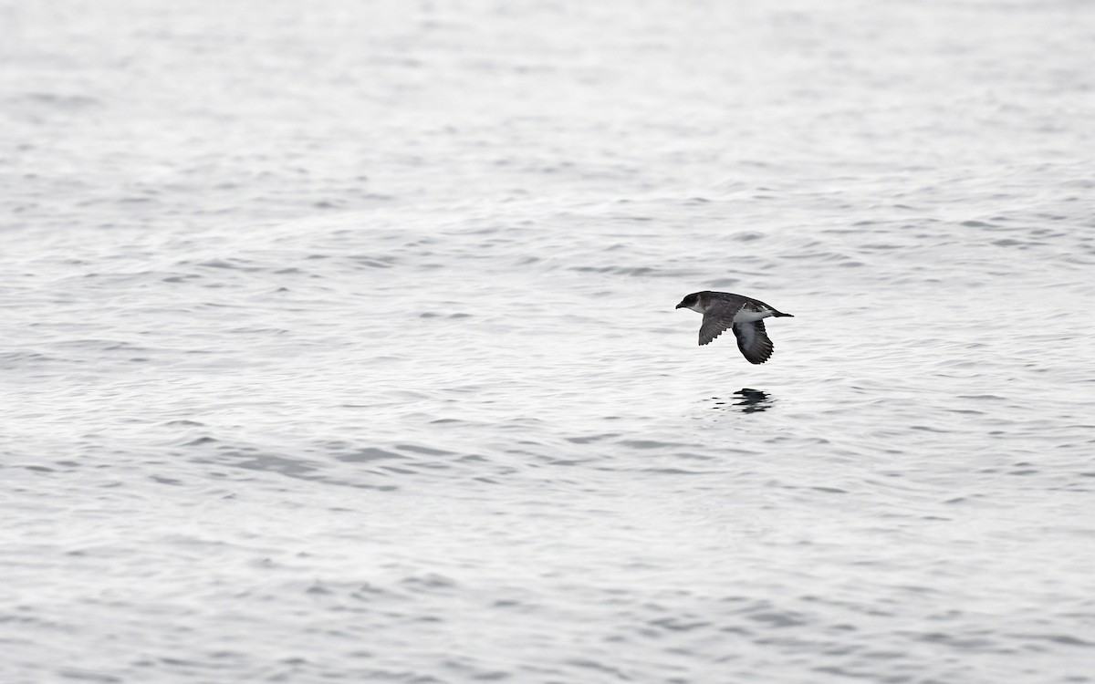 Peruvian Diving-Petrel - ML620173883