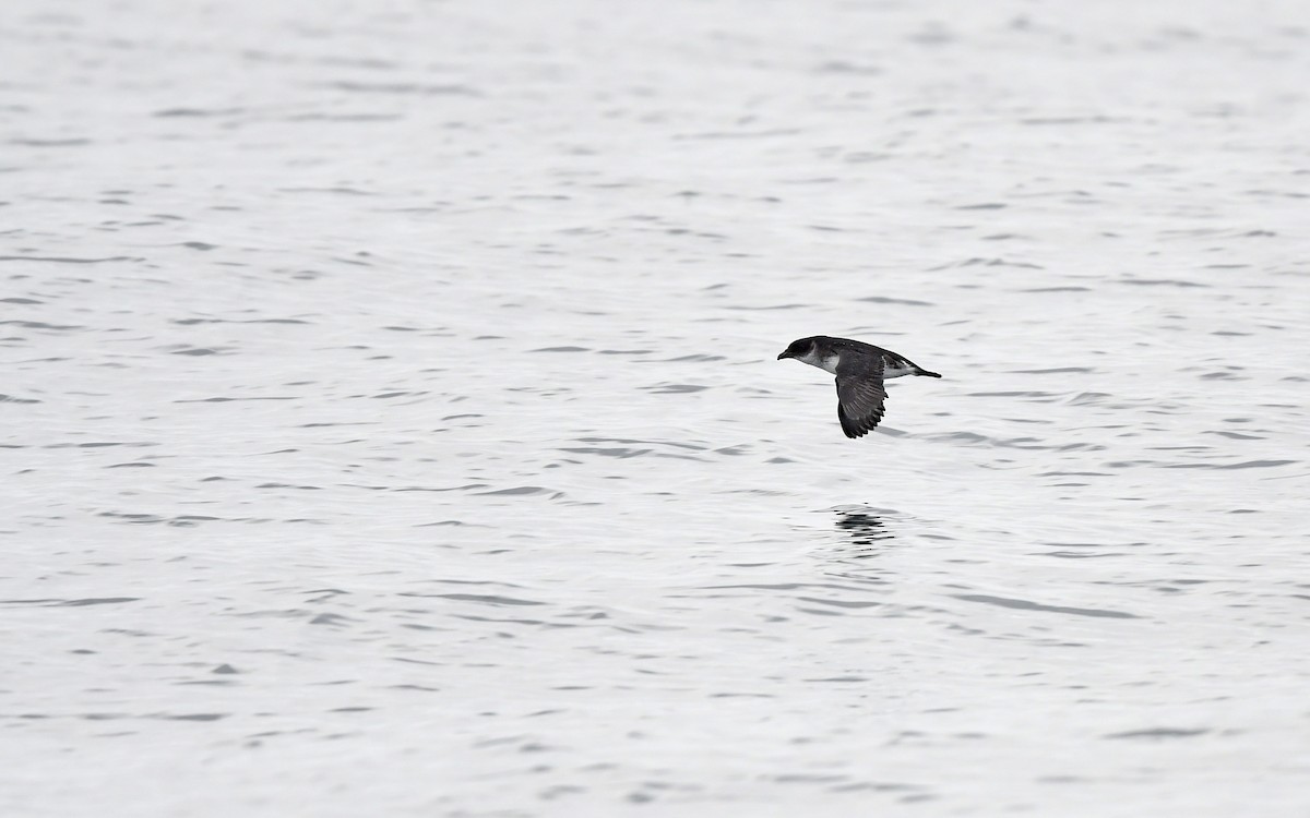 Peruvian Diving-Petrel - ML620173884