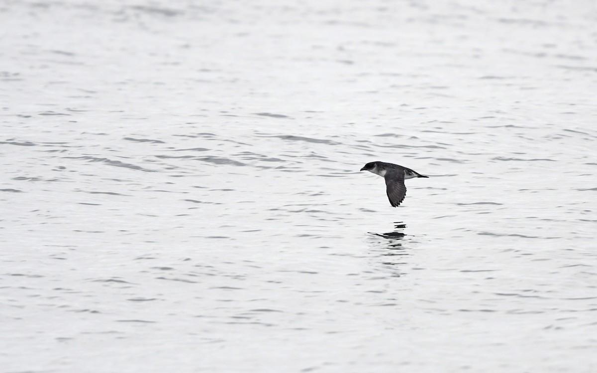 Peruvian Diving-Petrel - ML620173885