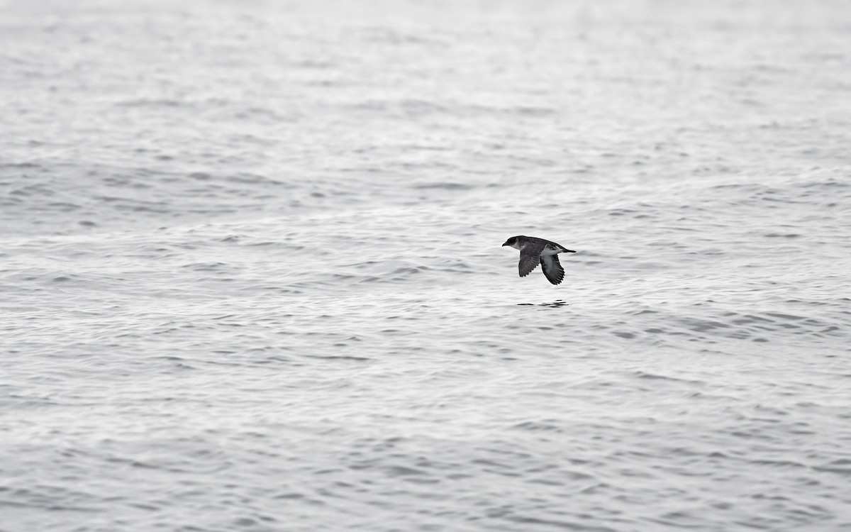 Peruvian Diving-Petrel - ML620173886
