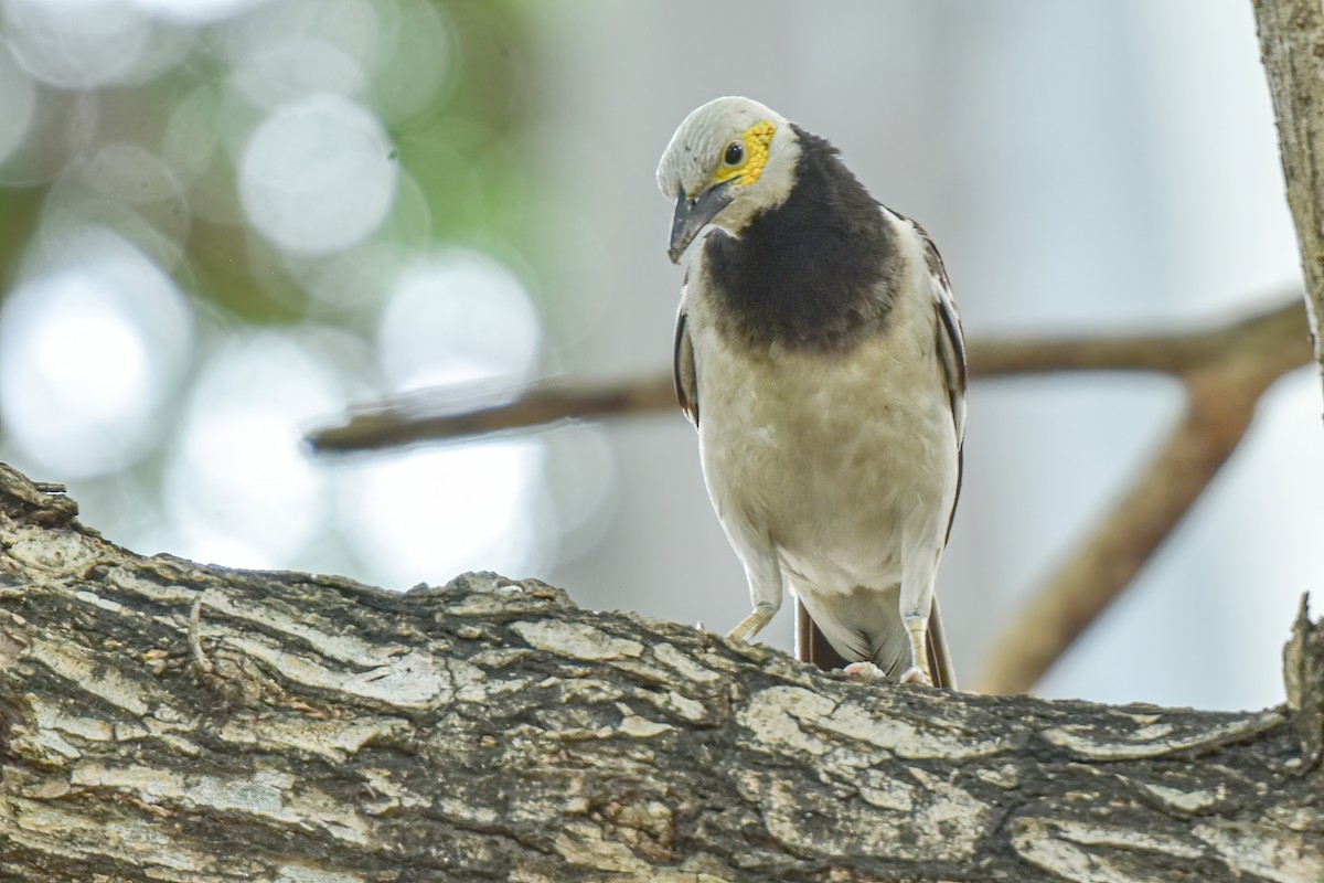 Black-collared Starling - ML620173888