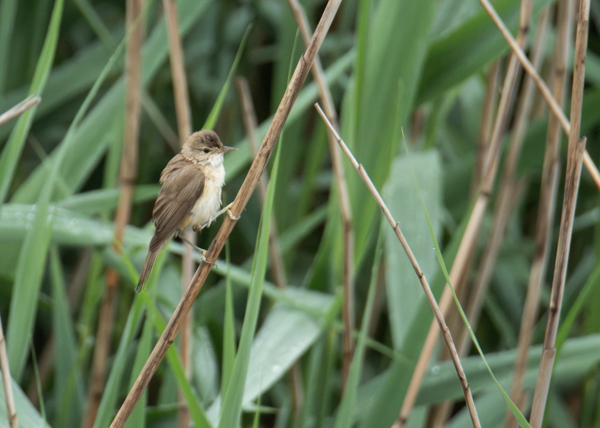 Common Reed Warbler - ML620173889
