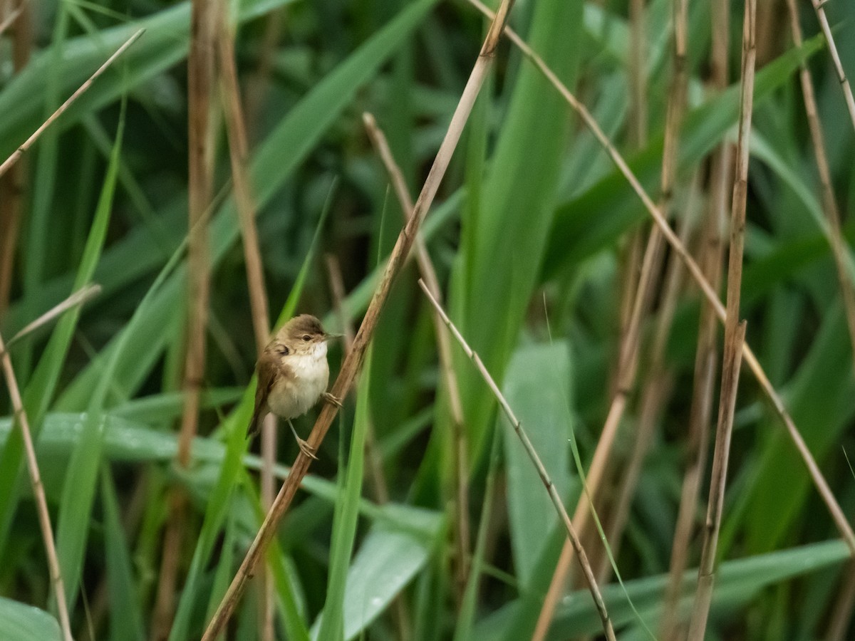 Common Reed Warbler - ML620173890