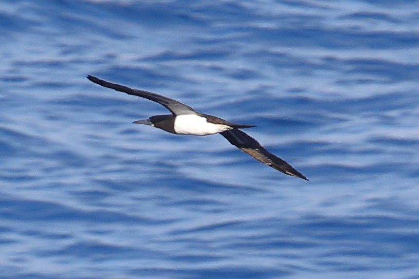 Brown Booby - ML620173893