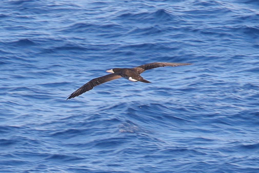 Brown Booby - ML620173894