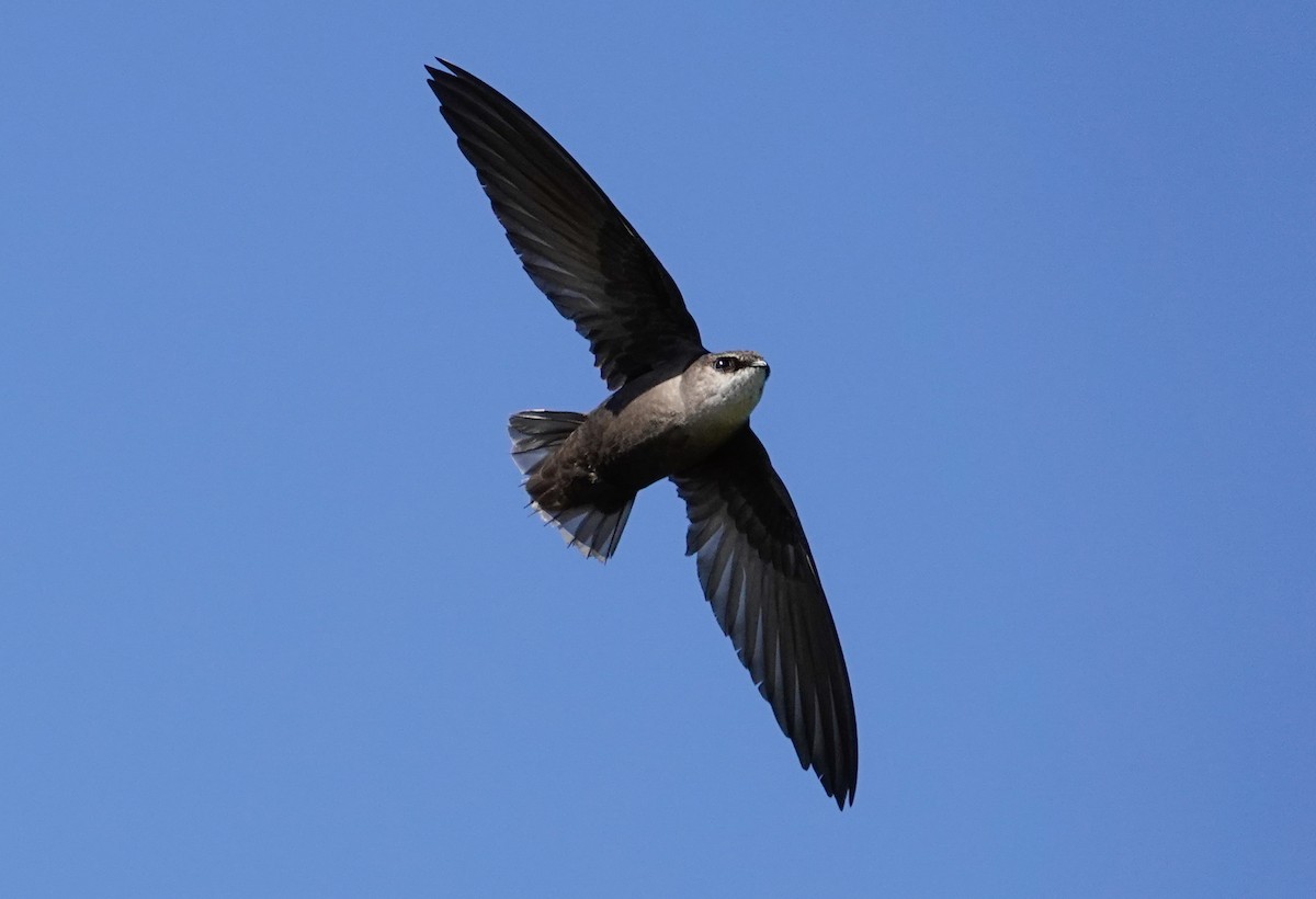 Chimney Swift - ML620173901