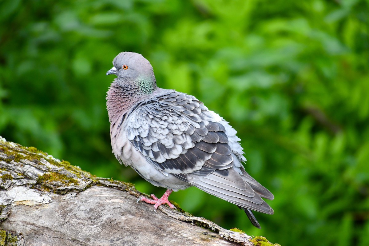 Rock Pigeon (Feral Pigeon) - ML620173916