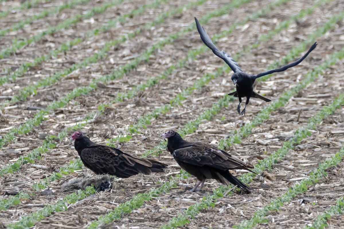 Turkey Vulture - ML620173917