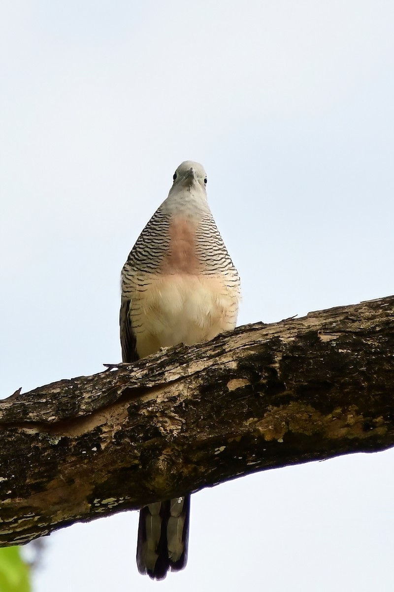 斑馬鳩 - ML620173918