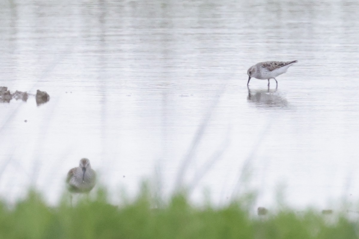 Western Sandpiper - ML620173921