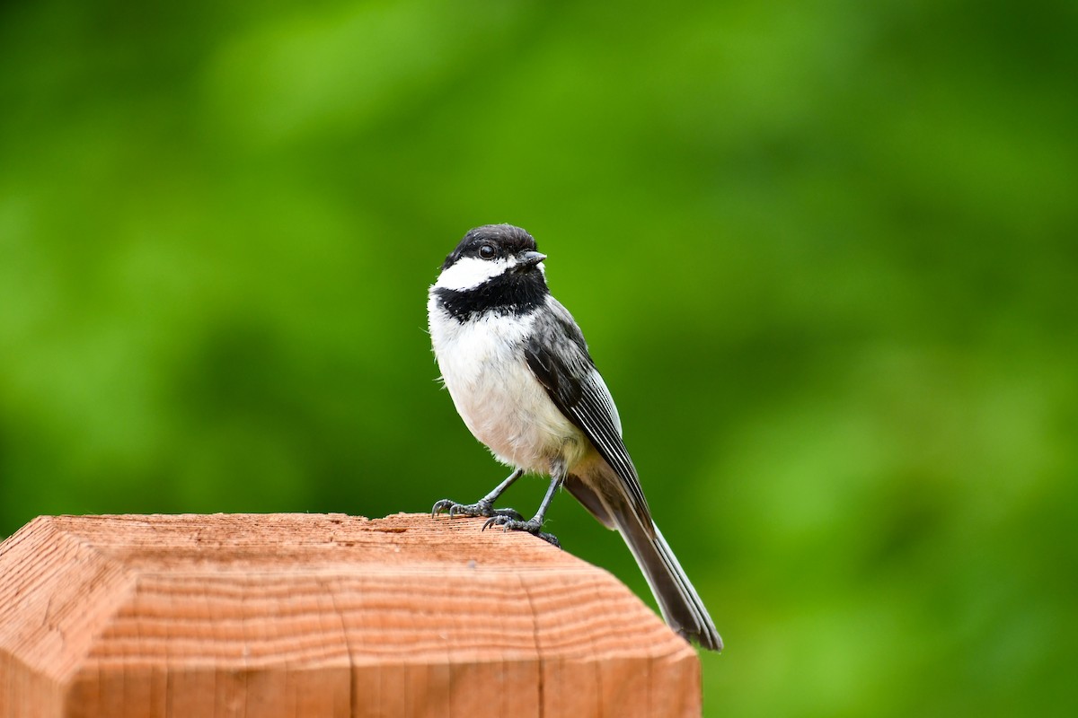 Black-capped Chickadee - ML620173927