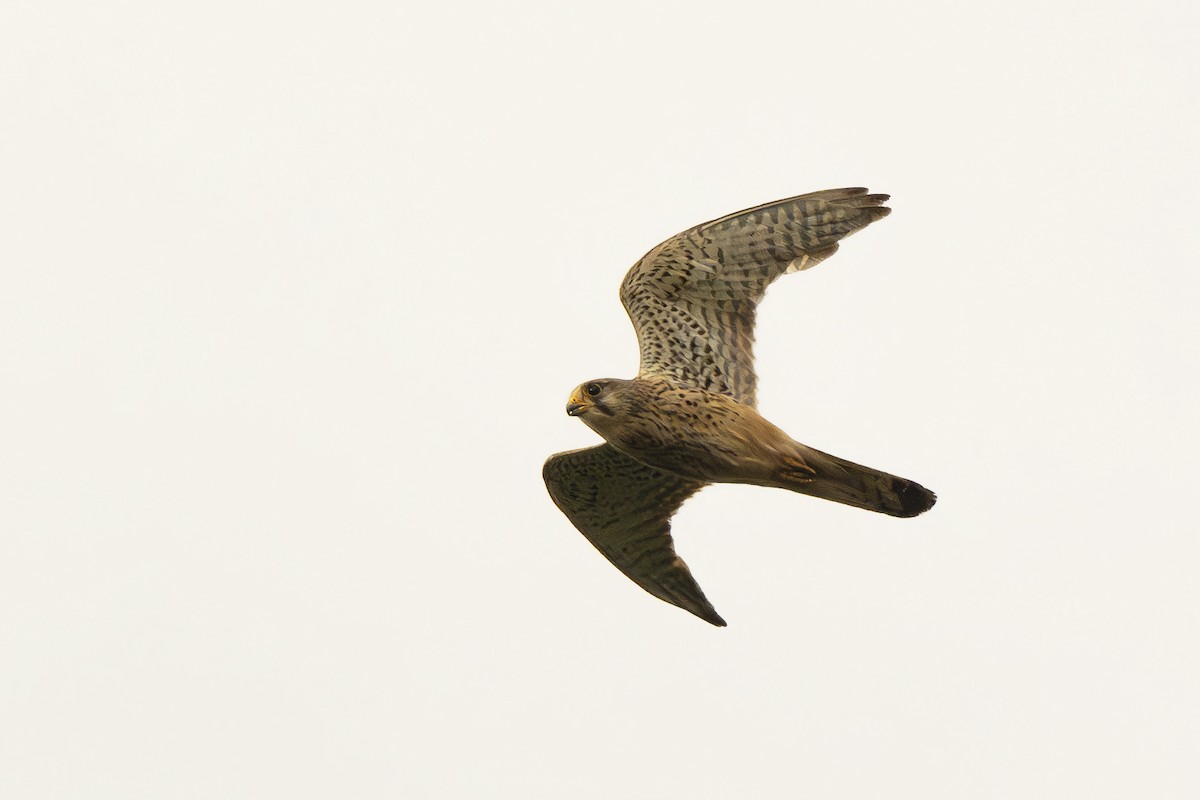 Eurasian Kestrel - ML620173932