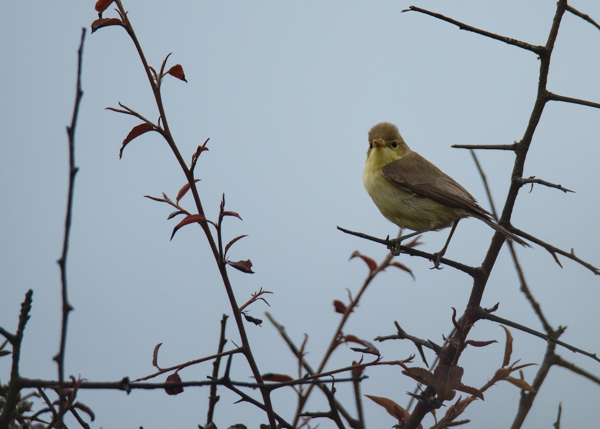 Melodious Warbler - ML620173936