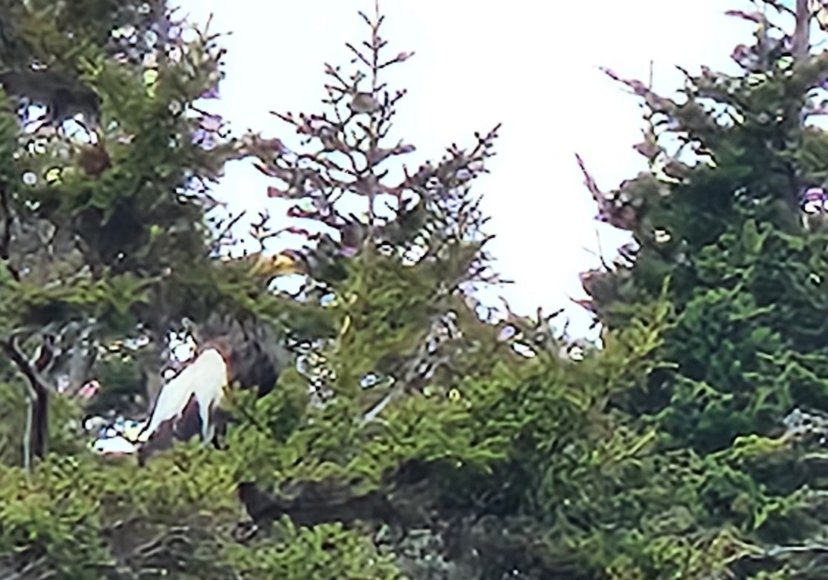 Steller's Sea-Eagle - ML620173939