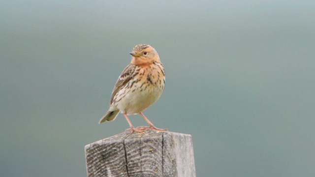 Red-throated Pipit - ML620173941