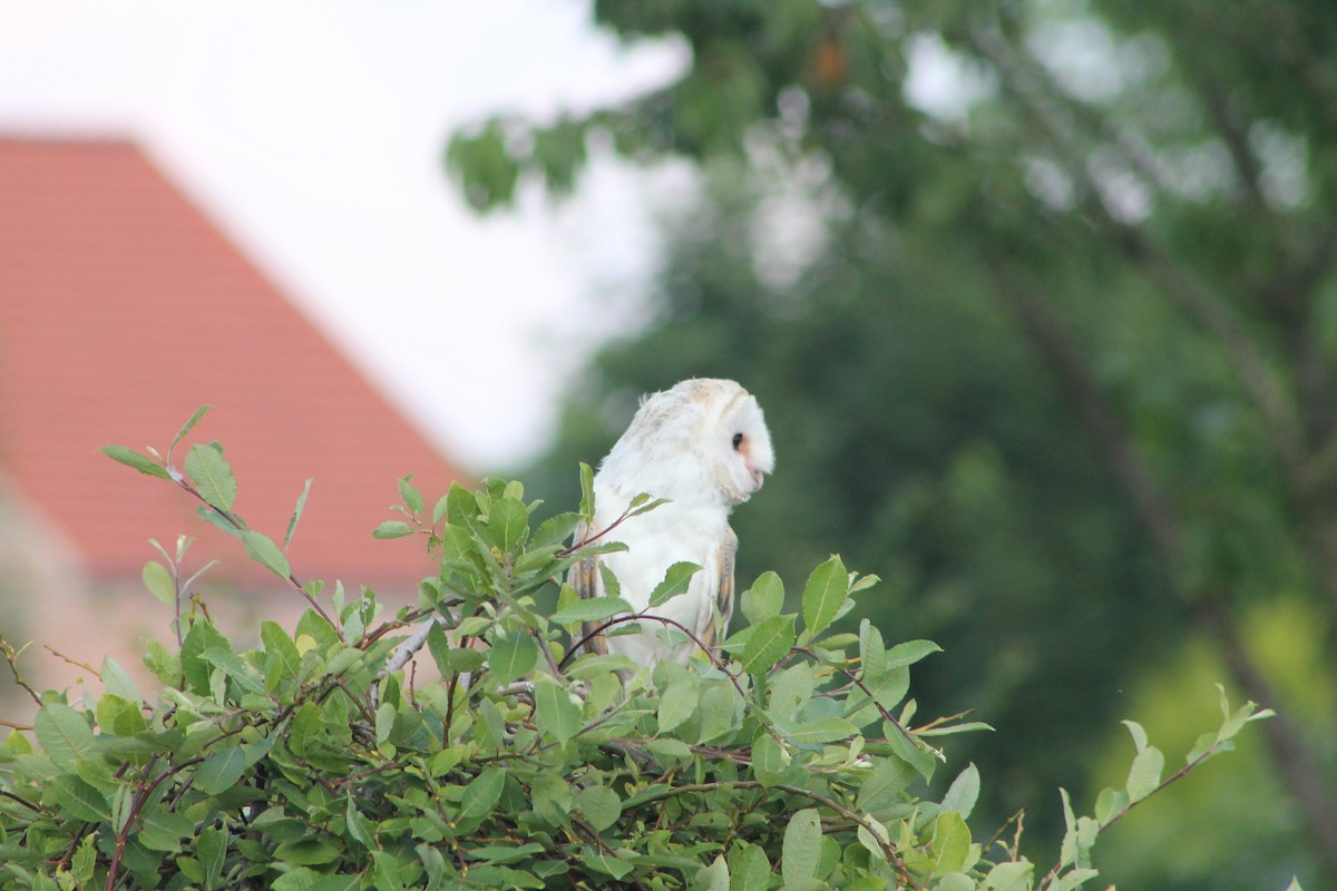 Barn Owl - ML620173943