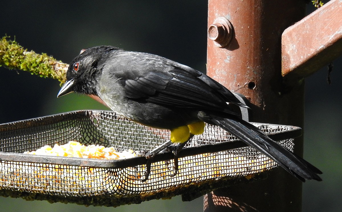 Yellow-thighed Brushfinch - ML620173949