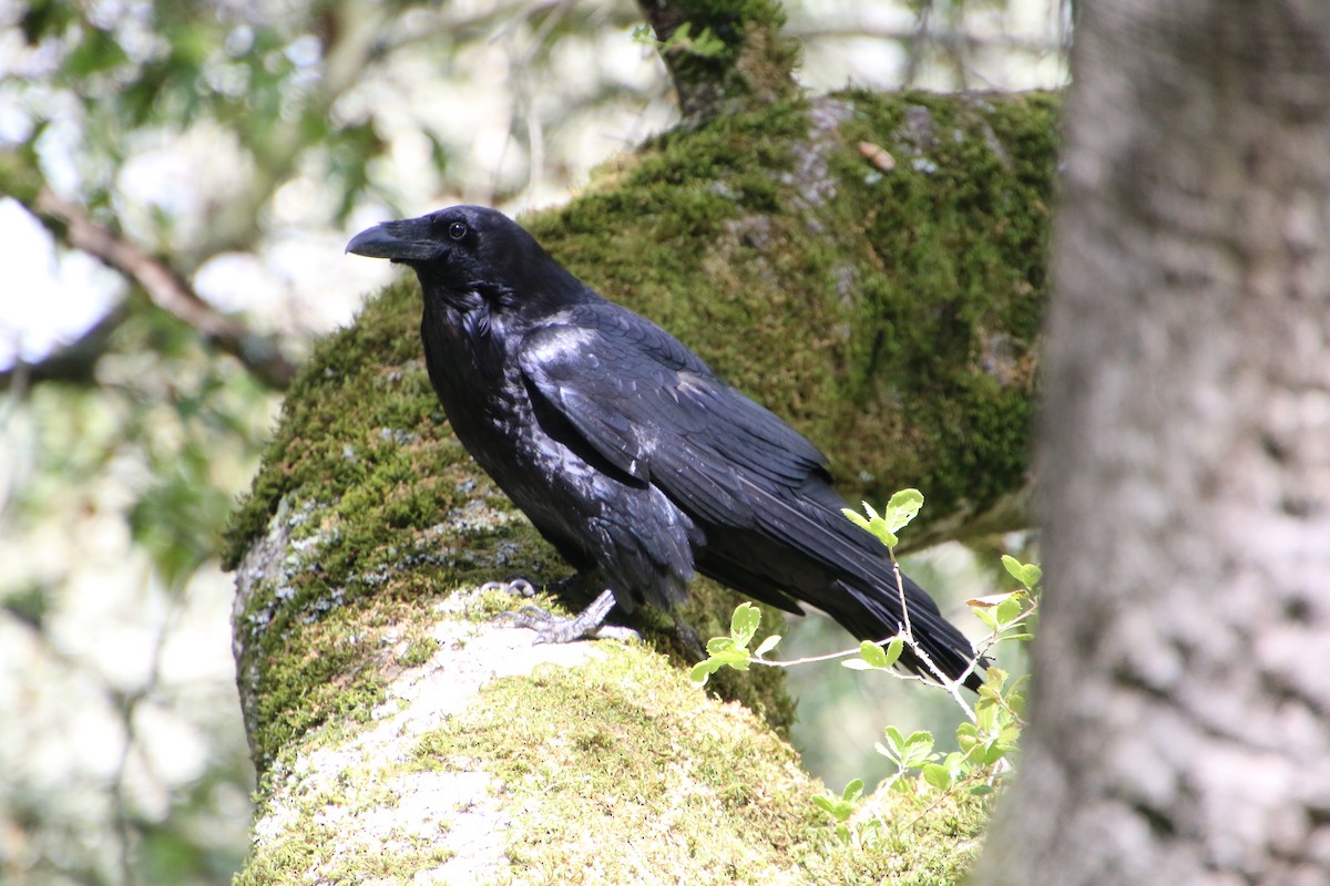 Common Raven - ML620173950