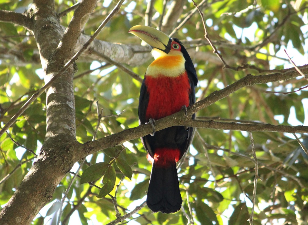 Red-breasted Toucan - ML620173958