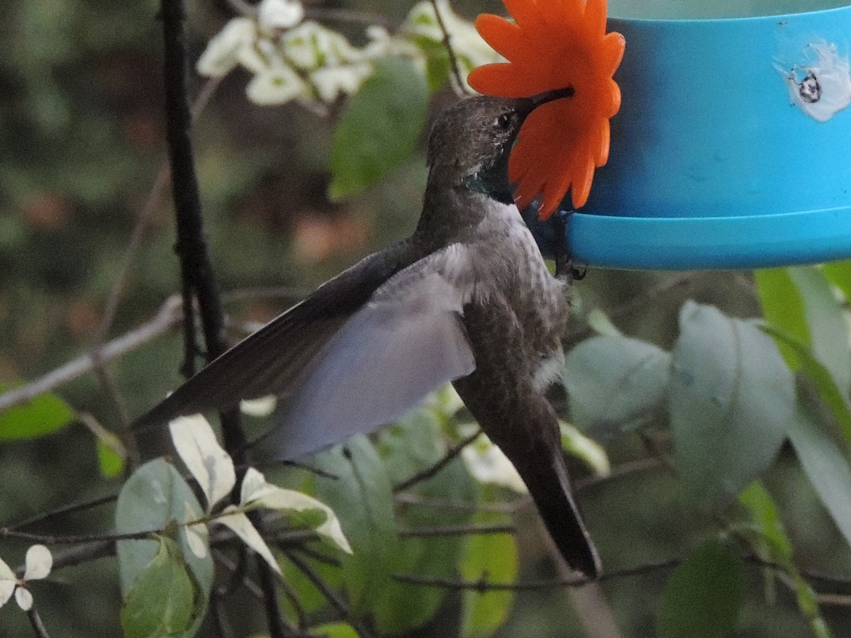 Colibri à flancs blancs - ML620173963