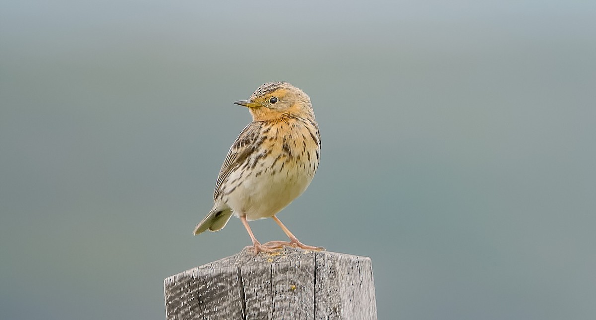 Red-throated Pipit - ML620173983