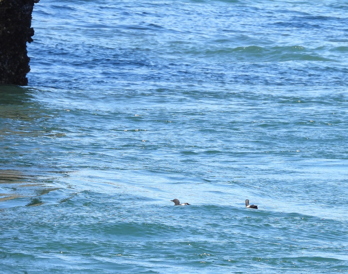 Pigeon Guillemot - ML620173988