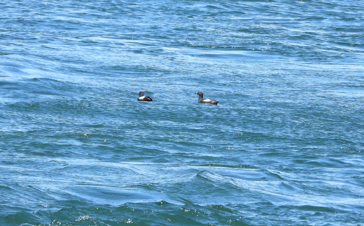 Pigeon Guillemot - ML620173989