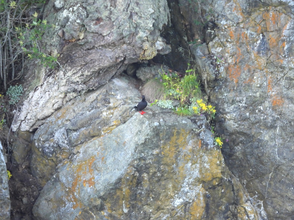 Pigeon Guillemot - ML620173990